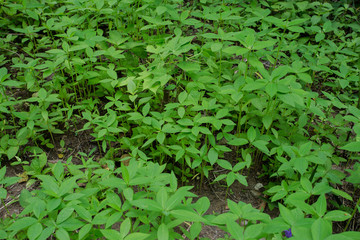 Organic Vegetable farm