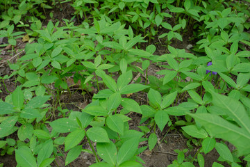 Organic Vegetable farm
