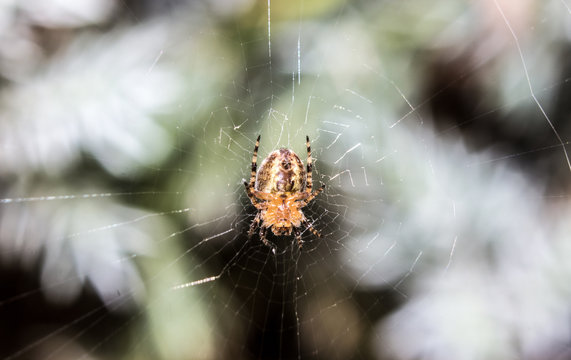 Macro photo of isolated spider - his home network