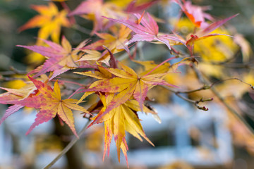 もみじ・紅葉・季節・秋