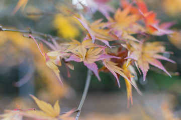 もみじ・紅葉・季節・秋