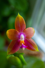 Fototapeta na wymiar Beautiful rare orchid in pot on blurred background