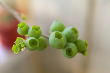 berries of unripe blueberry on a branch in  spring in  garden