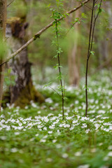 large field of white anemone flowers in spring