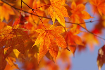 イロハモミジ（Japanese maple）