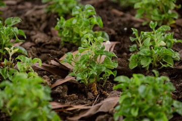 Organic Vegetable farm