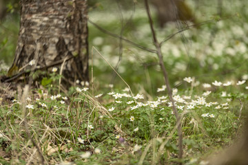 large field of white anemone flowers in spring