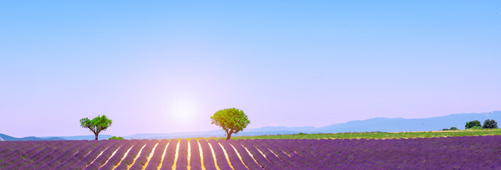 Naklejka na ściany i meble Lavender field, Valensole, Provence, France.