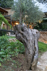 Obraz premium old olive tree