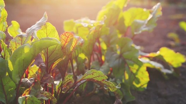 beet leaves in garden at the sunset