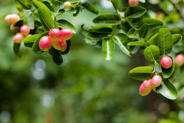 pink berry on tree