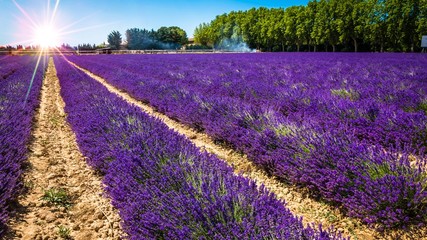 Lavendelfeld in der Provence im Gegenlicht
