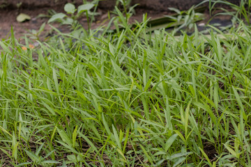 organic vegetable farm