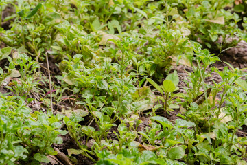 organic vegetable farm