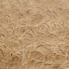 heavy rye ears ripen in the summer field