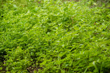 organic vegetable farm