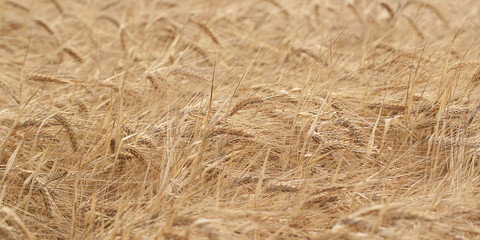 heavy golden rye ears ripen in the summer field