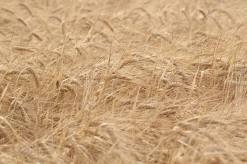 heavy rye ears ripen in the summer field