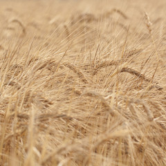 heavy golden rye ears ripen in the summer field