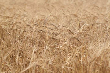 heavy golden rye ears ripen in the summer field