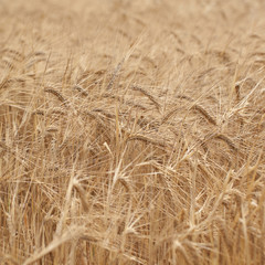 heavy golden rye ears ripen in the summer field