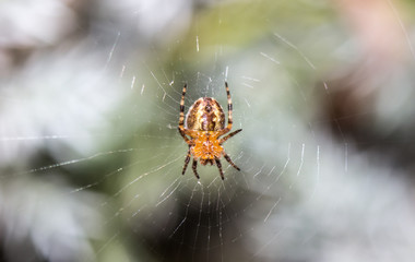 Macro photo of spider in his home network