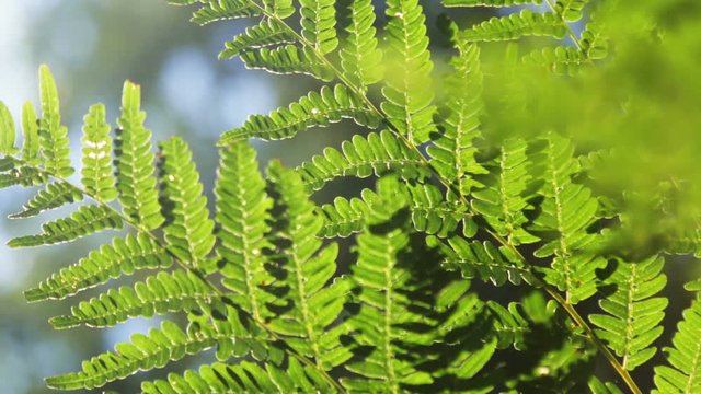 Natural fern leaf clover, fern leaf pattern. Green foliage with green fern leaf. Dolly video