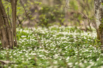 Fototapeta na wymiar large field of white anemone flowers in spring