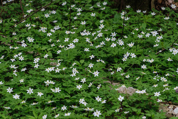 large field of white anemone flowers in spring
