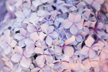 Beautiful flowers background and pattern. Hydrangea bushes are blue, lilac, violet, pink. Flowers are blooming in spring and summer.