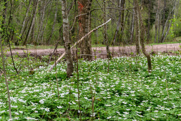large field of white anemone flowers in spring