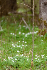 large field of white anemone flowers in spring