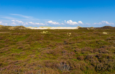 Heather landscape on the island Sylt, Germany