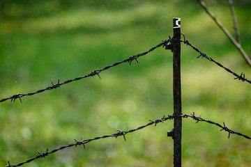 barbed wire fence on green background