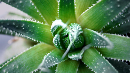 succulent