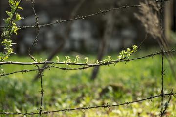 barbed wire fence on green background