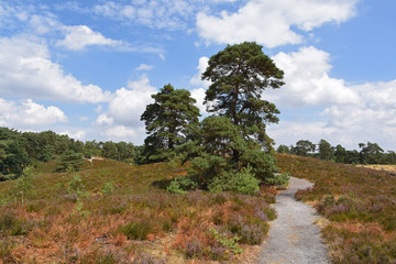 Obraz premium Path through Brunssummheide, Brunssum, The Netherlands