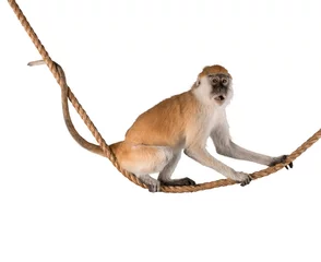 Poster Im Rahmen Nettes Affentier isoliert auf weißem Hintergrund © BillionPhotos.com