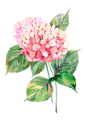 Beautiful bright elegant autumn wonderful colorful tender gentle pink herbal floral hydrangea flowers with green leaves bouquet watercolor hand illustration. Perfect for greetings card, textile