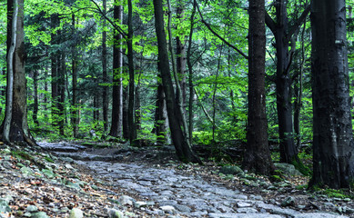 Obraz premium Mountain road