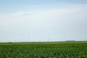 Wind turbines at field of green crops