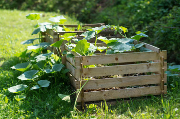 Pumpkins growing out of the compost pile. Natural, organic farming, food waste recycling.