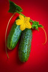 Cucumbers on a bright red background