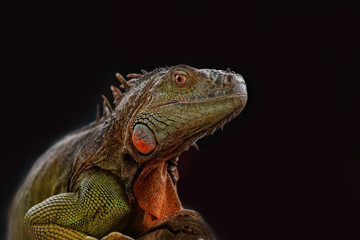 Iguana on a tree branch - portraitIguana on a tree branch - portrait