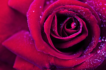Red rose closeup with water drop.