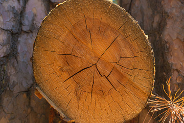 Saw cut tree trunk. The texture of the tree in the sunlight