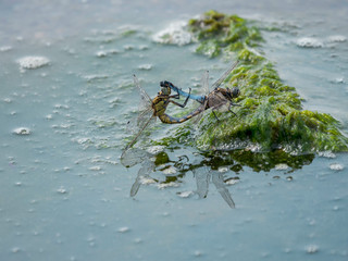 Libellules, le  temps des amours