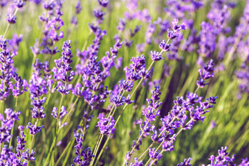 Lavender Field in the summer