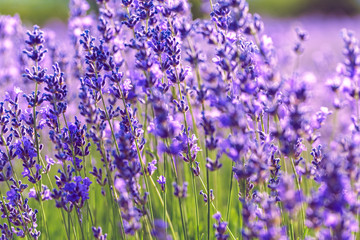 Naklejka premium Lavender Field in the summer