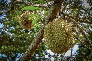 Fresh durian fruit